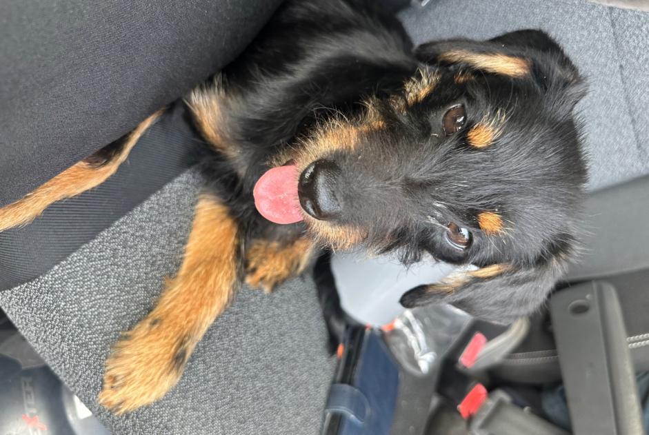 Fundmeldung Hund rassenmischung Männliche Le Val-Saint-Père Frankreich Fundmeldung Hund rassenmischung Männliche Le Val-Saint-Père Frankreich