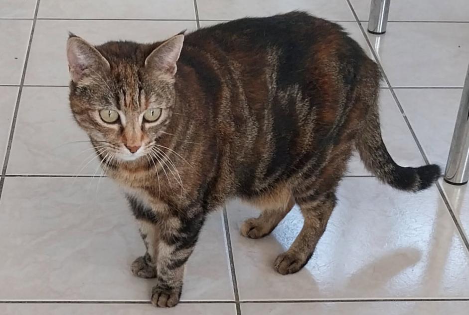 Avviso scomparsa Gatto incrocio di razze Femmina , 11 anni Mondeville Francia