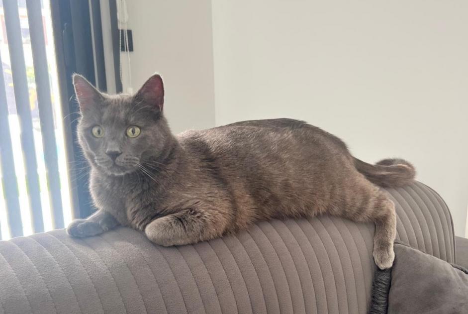 Avviso scomparsa Gatto Maschio , 2 anni Albertville Francia Avviso scomparsa Gatto Maschio , 2 anni Albertville Francia
