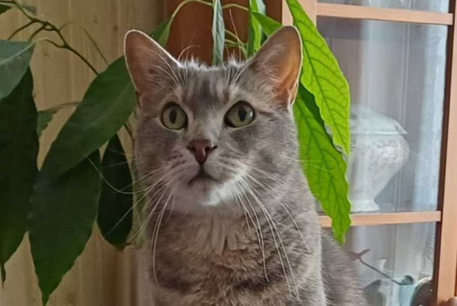 Alerta desaparecimento Gato Macho , 12 anos Trouville-sur-Mer France
